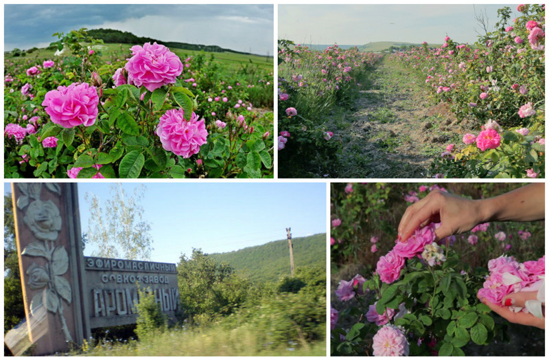 А знаете про Крымскую розу и ее сбор? А знаете, что для одного килограмма розового масла нужно 4000 килограмм розы?