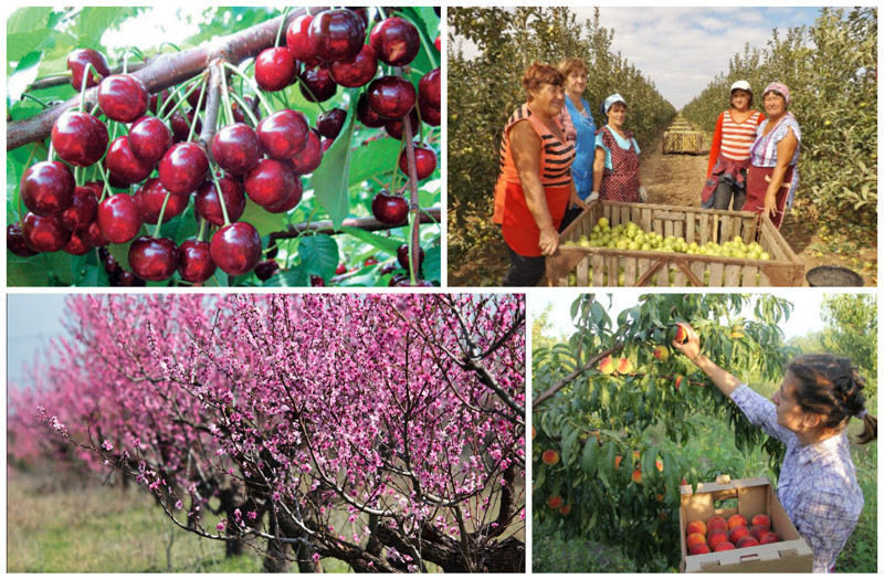 В Крыму имеются и другие фруктовые сады - черешня, вишня, яблоки, слива, груша, персики.