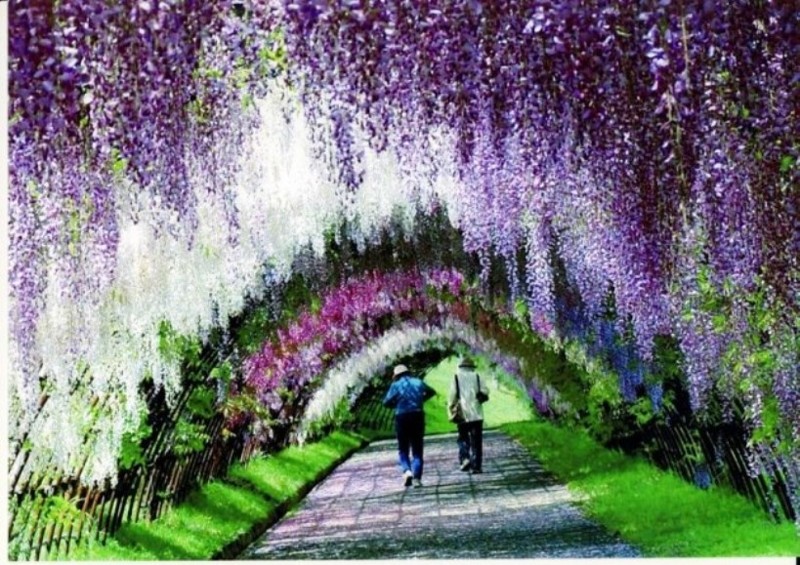 Парк цветов Асикага: цветение тысяч глициний