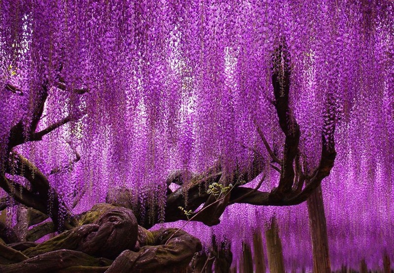 Парк цветов Асикага: цветение тысяч глициний