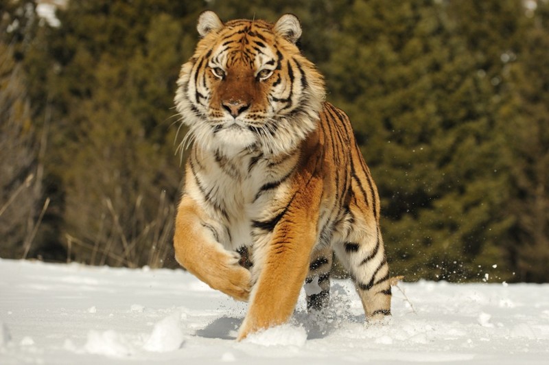 Амурский тигр и его выживание