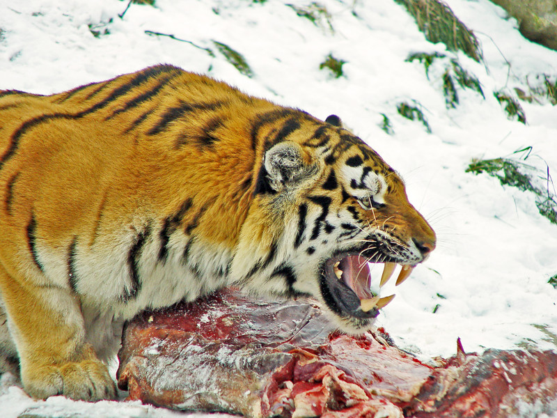 Амурский тигр и его выживание
