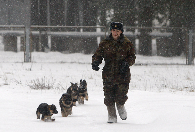 Мохнатая служба: собаки на страже порядка и безопасности