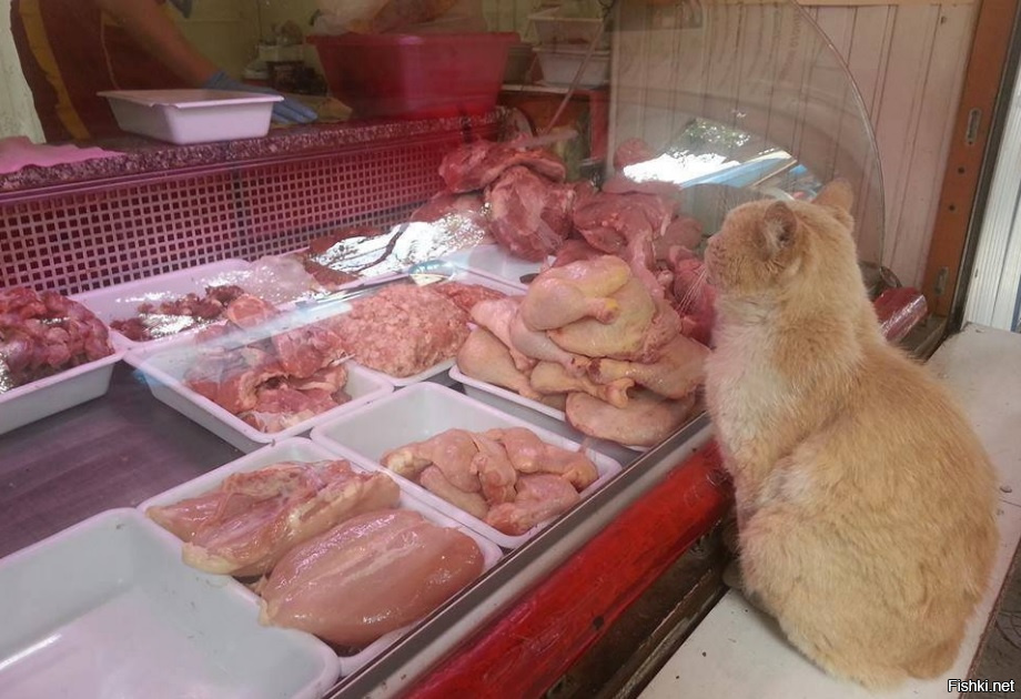 Кошка В Магазине Фото
