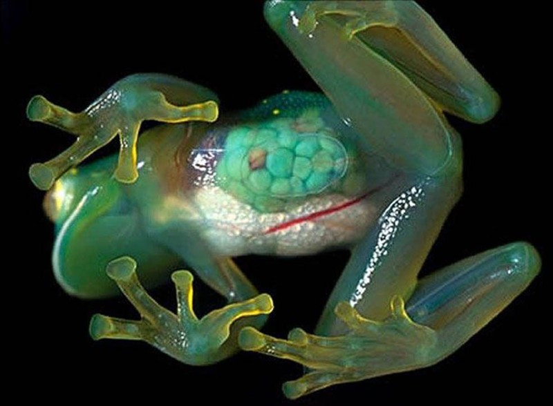 5-ка наиболее необычных лягушек в мире