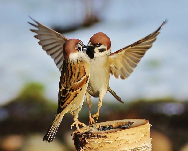 5. Воробьям свойственно проявление моногамии — эти птички нередко образуют постоянные пары, и живут вместе всю жизнь.