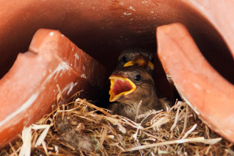 9. Птенцы, дней через 10 после появления на свет, вылетают в первый раз из одного гнезда.. Птенцов иногда называют  желторотиками.