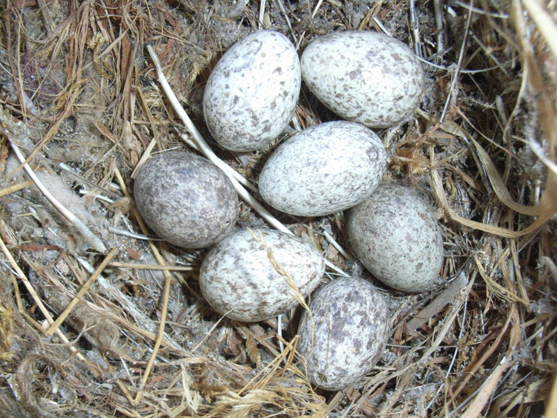 8. Воробей откладывает по 4-10 яиц, но чаще всего 5-7 яиц белого цвета, слегка побуревших, с красными пятнами и крапинками насиживание занимает 11—13 суток.