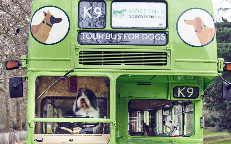 1. Автобусный тур для собак в Лондоне