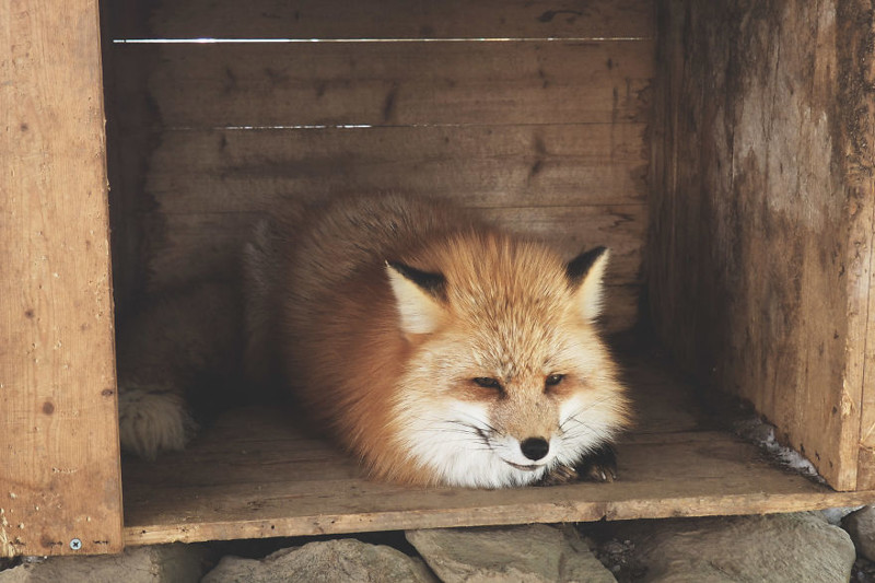  Самое пушистое место на Земле: деревня лис в Японии