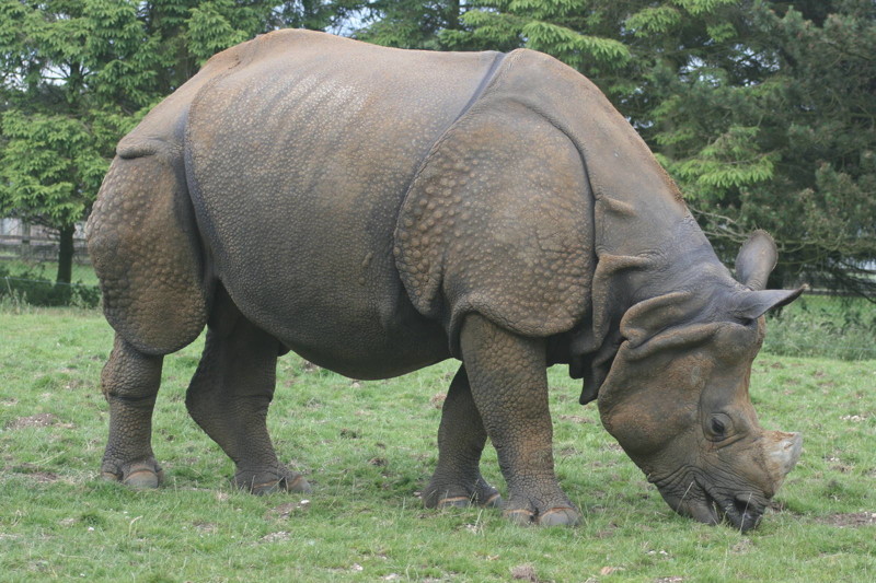 Гибрид носорога 