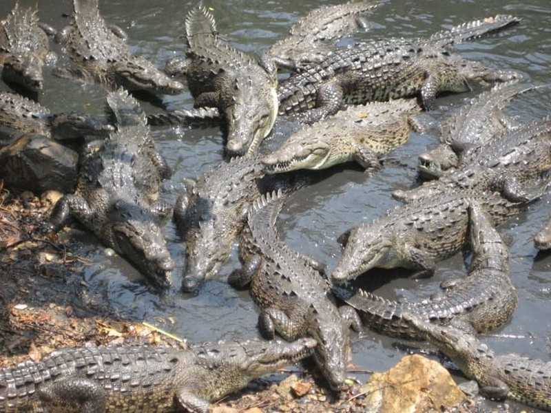 Нападение крокодилов на острове Рамри