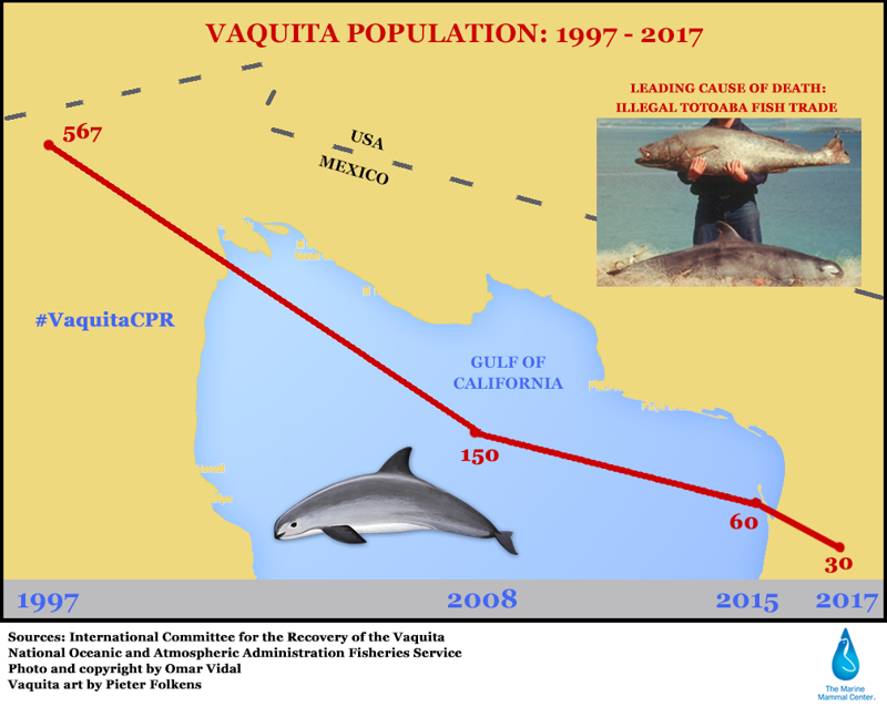 На Земле осталось не больше 30 морских свиней