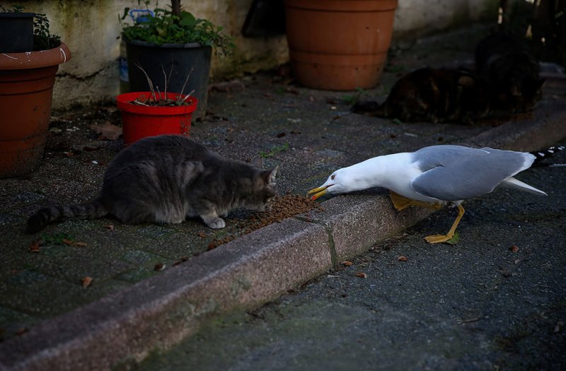 Кот и чайка делят обед 