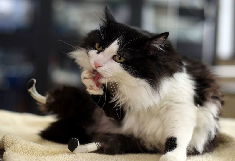 Ветеринар поставил кота-инвалида на бионические лапы животные, коты, новые лапы, протез