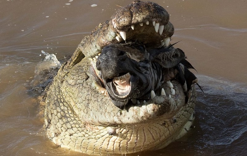 Крокодил поймал на водопое зебру в заповеднике Масаи-Мара на юго-западе Кении 