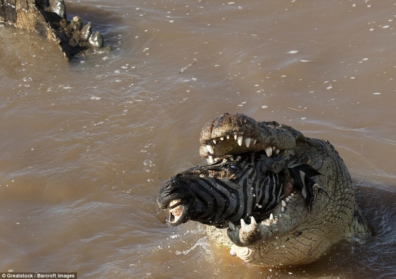  В мире животных: оторванная голова зебры в крокодильей пасти