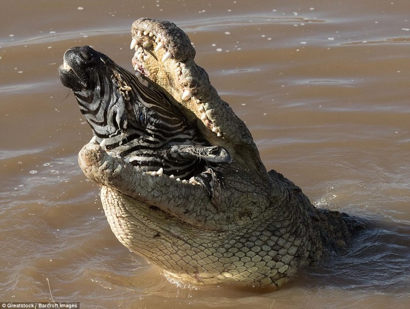 Крокодил будто позировал с головой добычи 