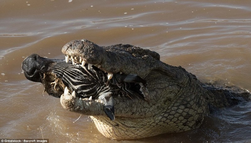  В мире животных: оторванная голова зебры в крокодильей пасти