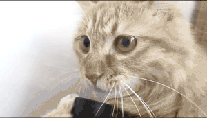 Кошачьи гифки 