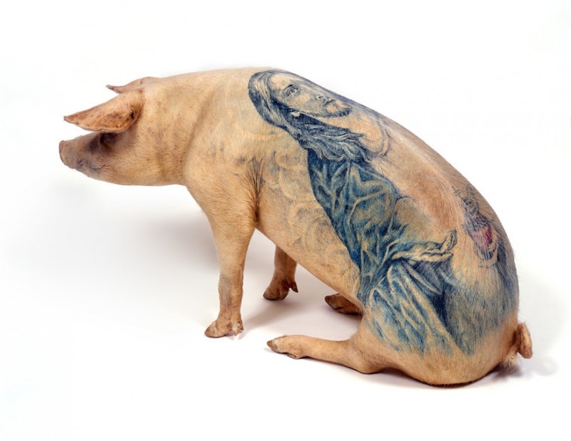 2. Свиньи - самые популярные домашние животные для тату. Эти татуированные свиньи, например, участники проекта Вима Дельвоя