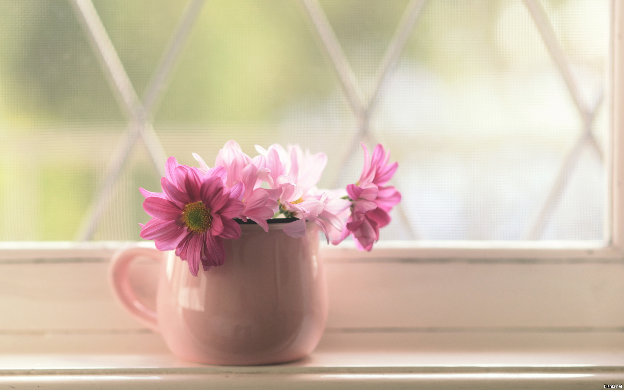цветок на окне flower on the window без смс