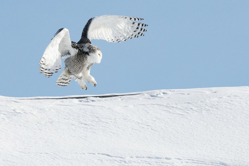  Белая сова. Размах крыльев в среднем — более 1.5 метров