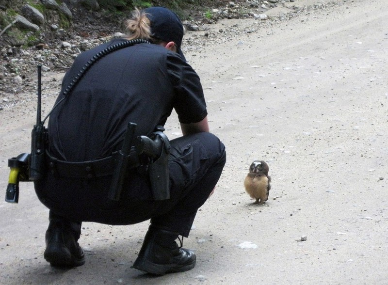 Пешеход и полицейский. Совсем маленькая сова