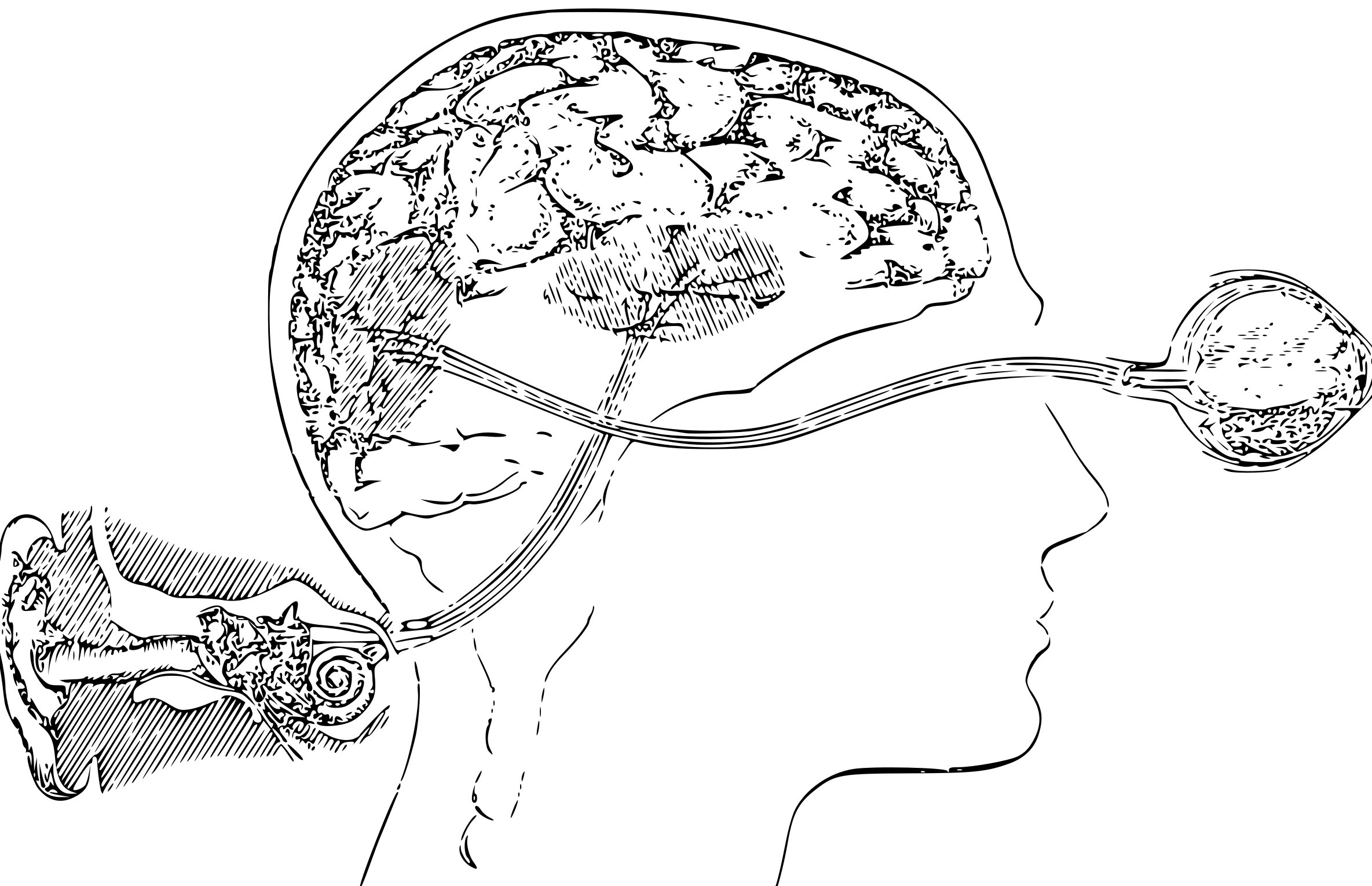 Мозг с ушами. Глаза и мозг взаимосвязь. Зрение и мозг взаимосвязь. Мы видим мозгом
