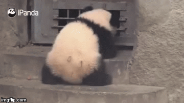 Панда пытается открыть дверь