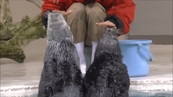 Немного гифок с просторов 