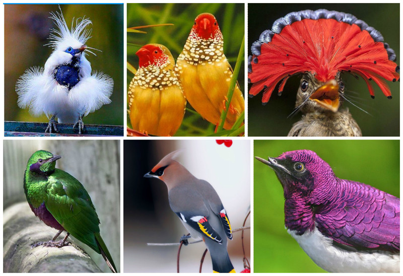 Разнообразие птиц нашей планеты - поразительно, и потому рассказать обо всех в одном посте невозможно. 