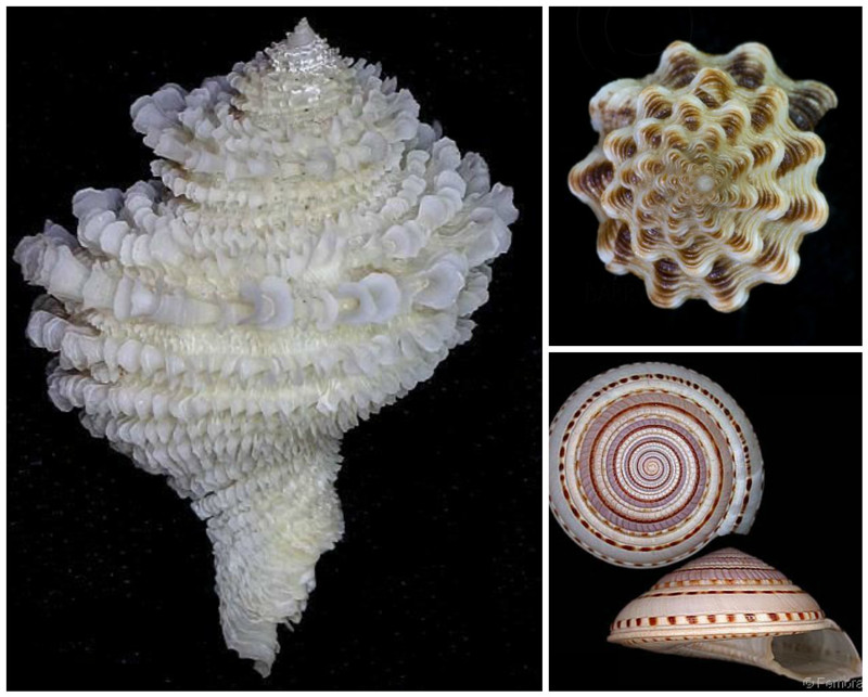 Спиральная геометрия моллюсков