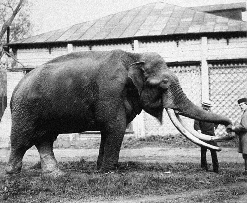Слон, подаренный императором Александром II, 1870 год