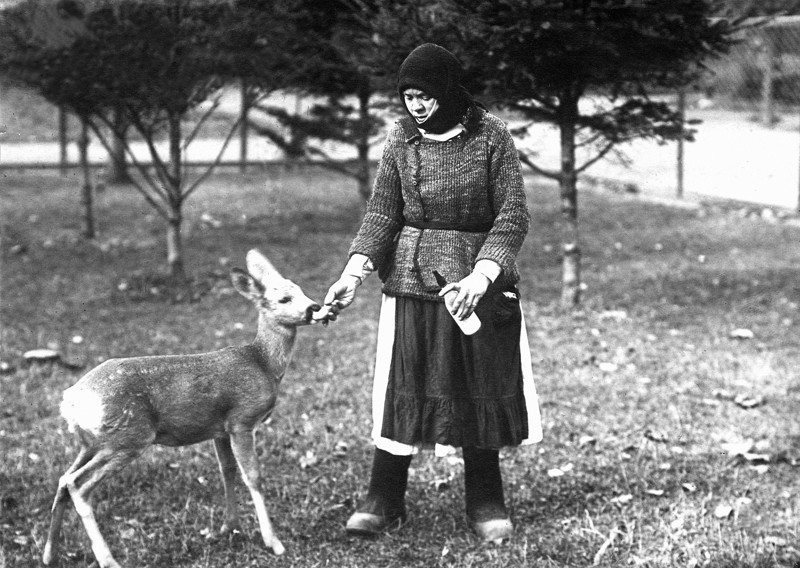 Вскармливание косули, 1920-е годы