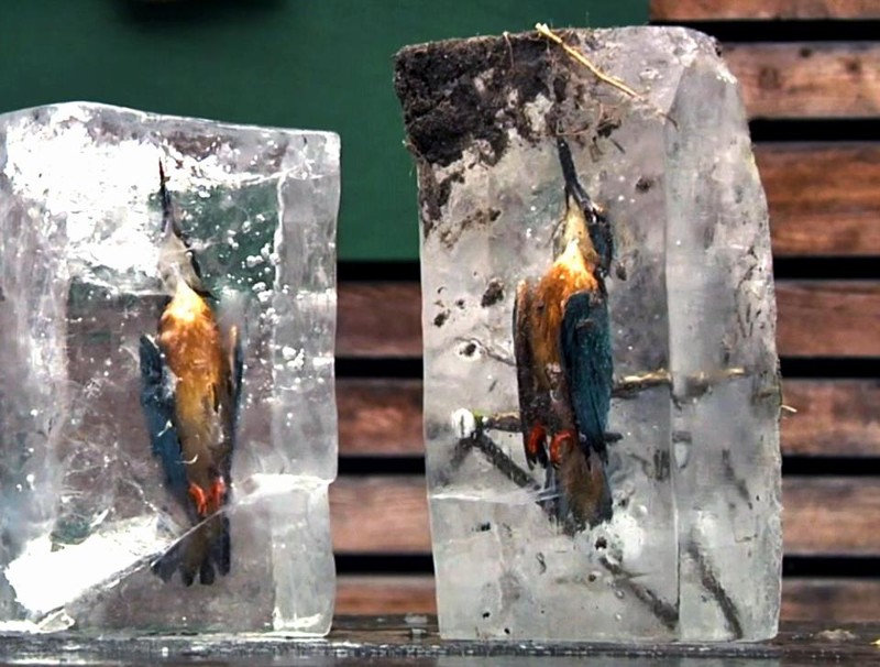  Два зимородка вмерзли в лед
