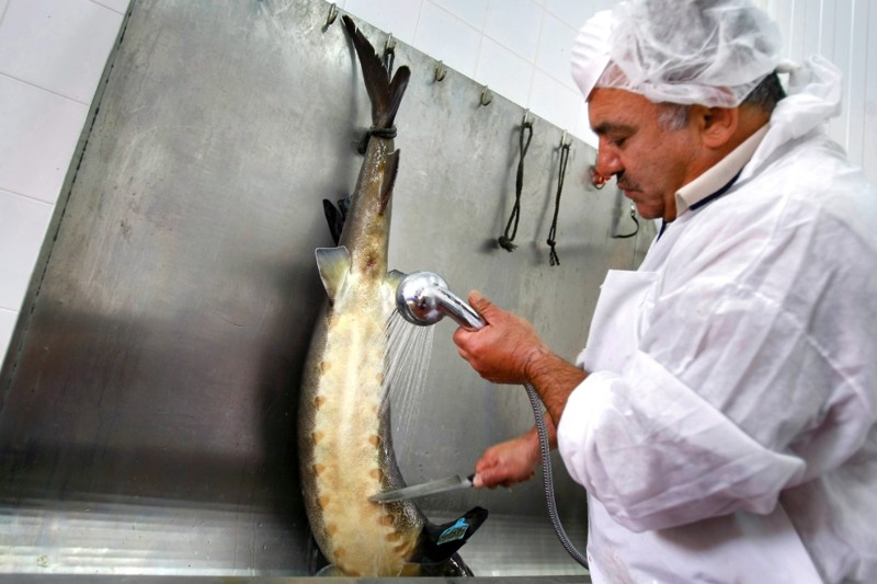 Компания «Кавиар Ха-Галиль» в 2010 году впервые продала за рубеж свою икру, получив за год прибыль в 15 млн шекелей — более чем треть вложенных за 10 лет средств. На фото: чтобы сохранить свежесть, рыбу помещают в контейнеры со льдом