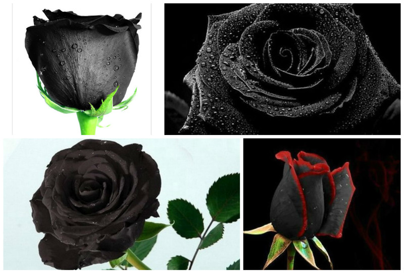 Отметим также, что черные розы, так сложилось в истории, являются эмблемой печали и символом смерти.
