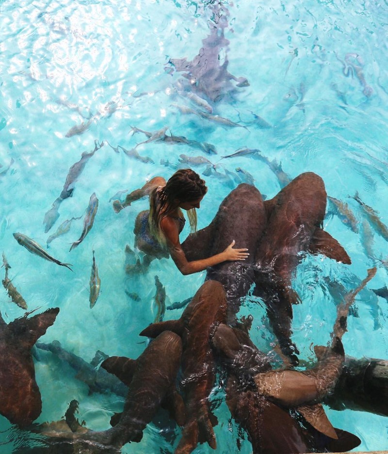 Студентка юрфака путешествует по самым экзотическим местам, фотографируясь с акулами