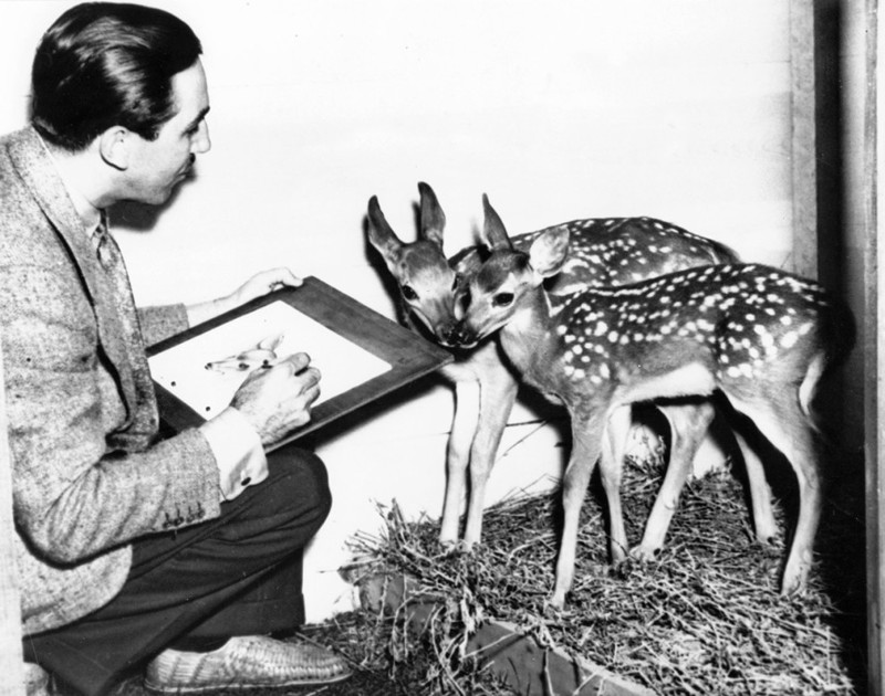 Мультипликатор делает зарисовки оленят, 1938 год