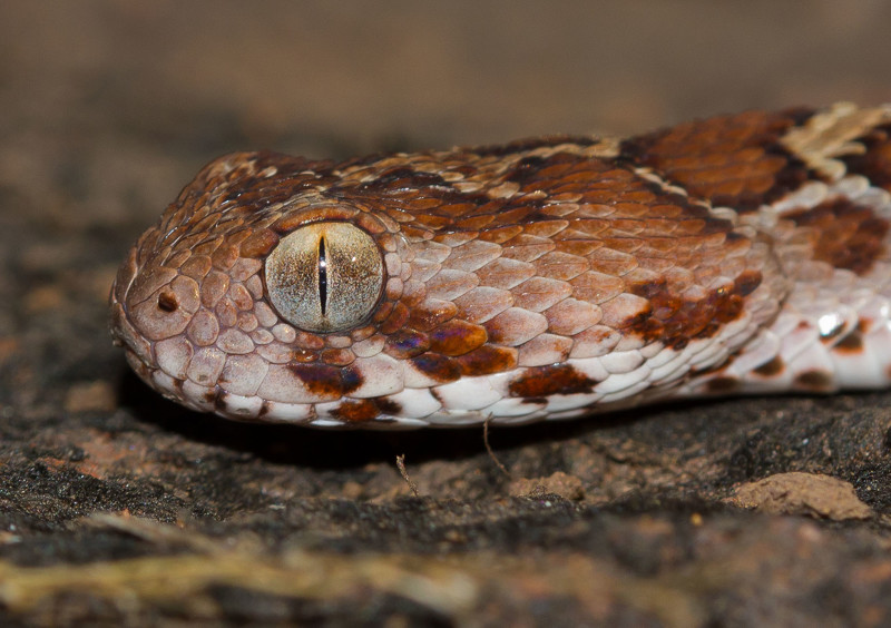 10-ка самых ядовитых змей