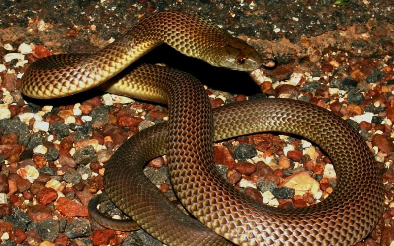 10-ка самых ядовитых змей
