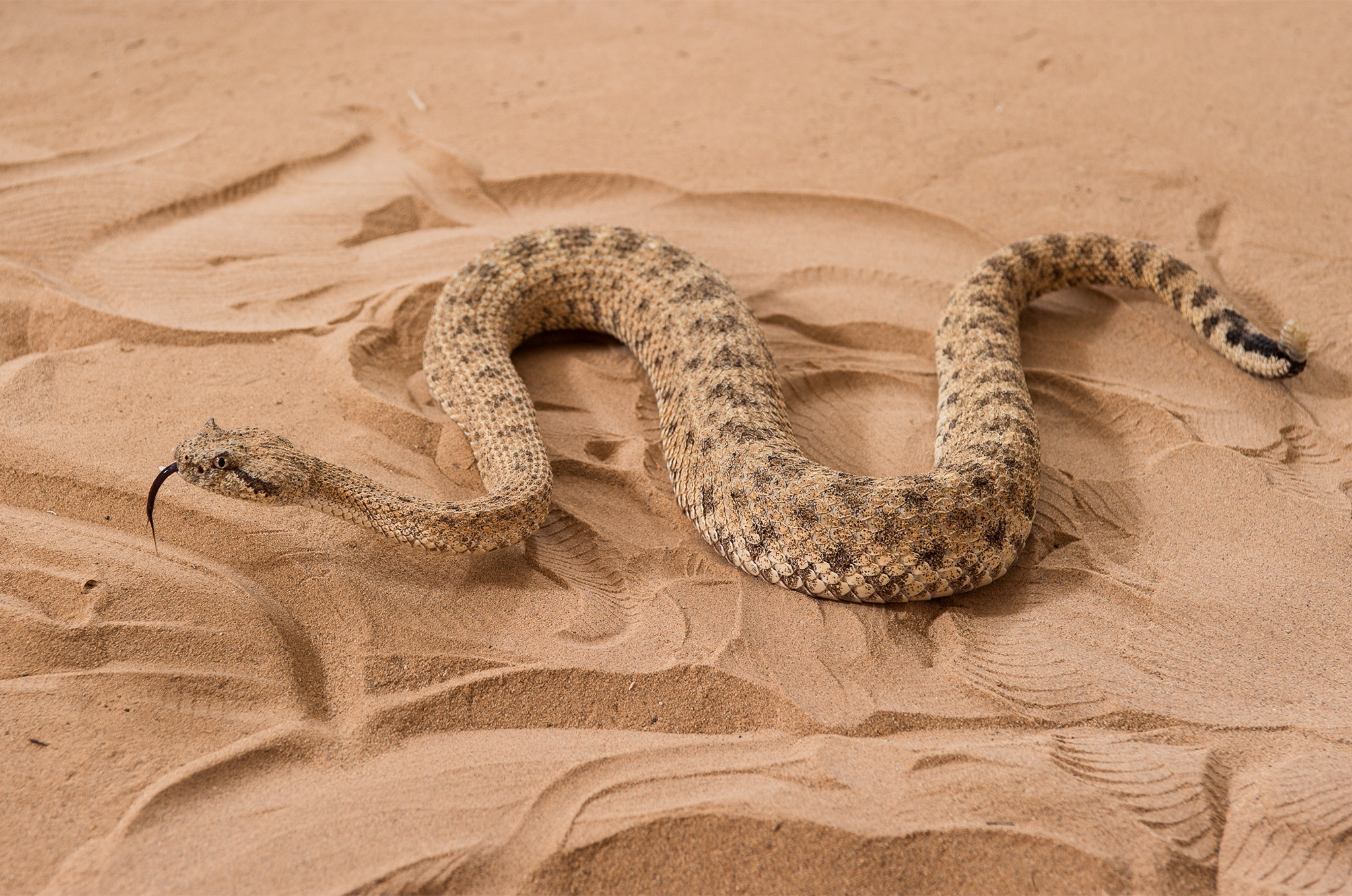 пестрая змея на песке бесплатно