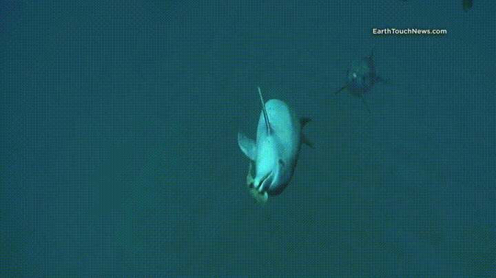 Как рыба фугу помогает «прибалдеть» австралийским дельфинам