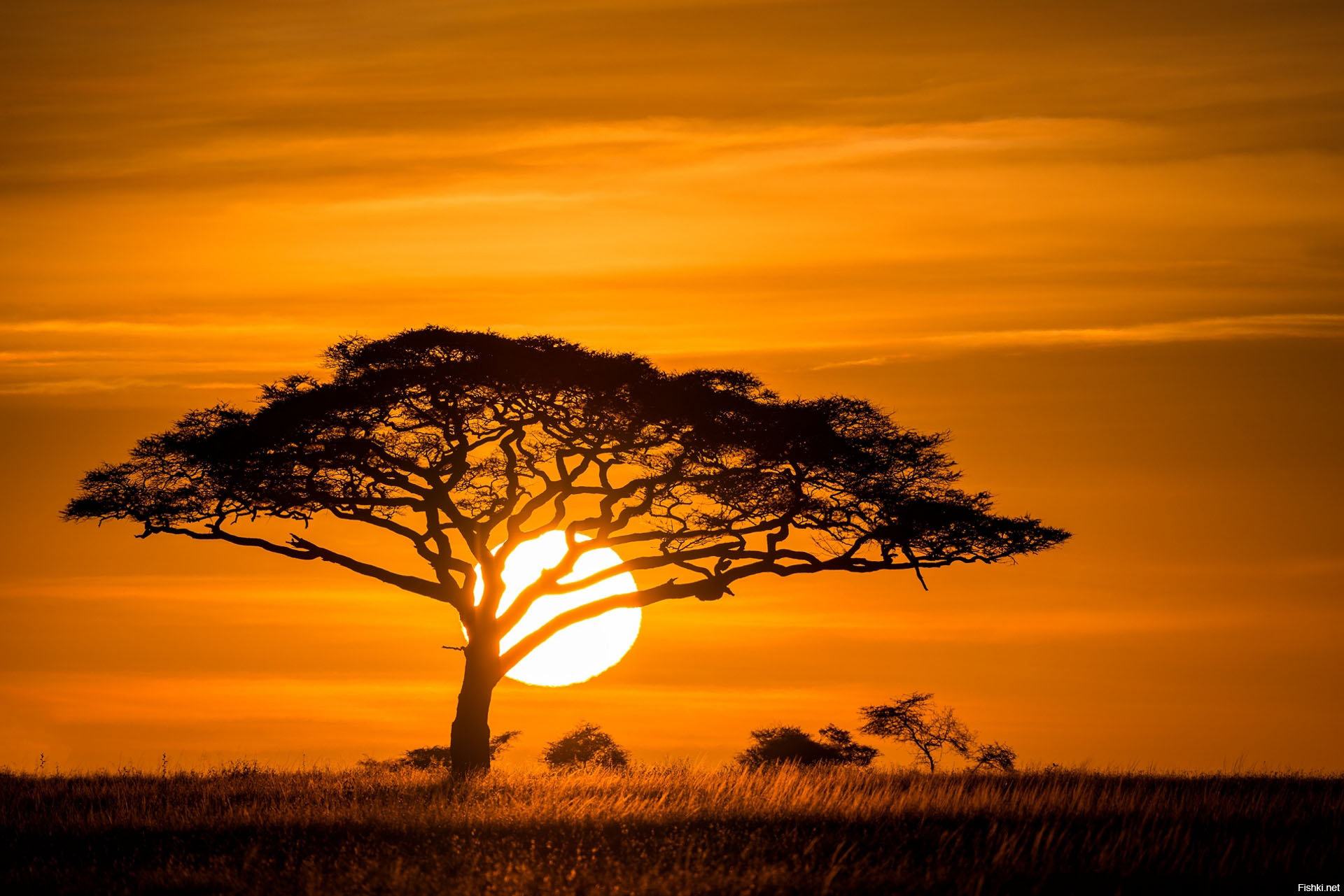 Fever Trees at Sunset, Africa без смс