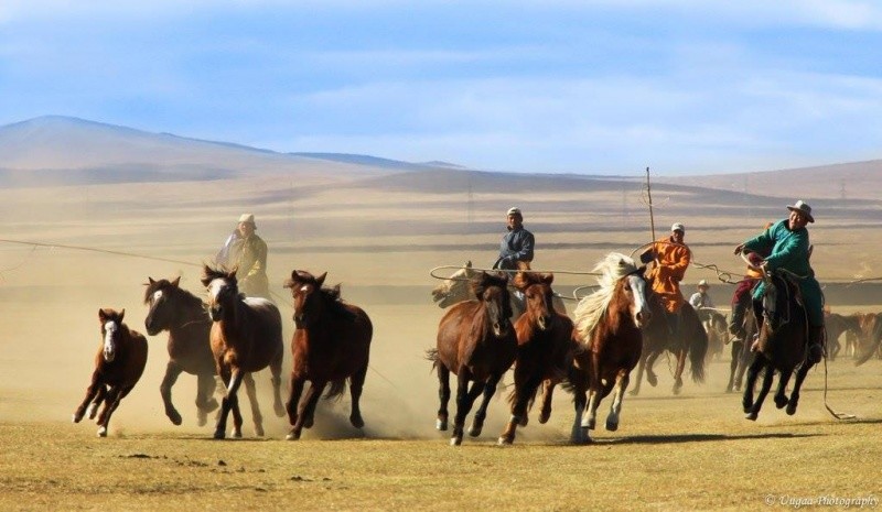 Верховая земля. Монгол адуучин. Табун лошадей Монголия Монголия. Монголия кочевники степей. Чабан в степях Монголии.