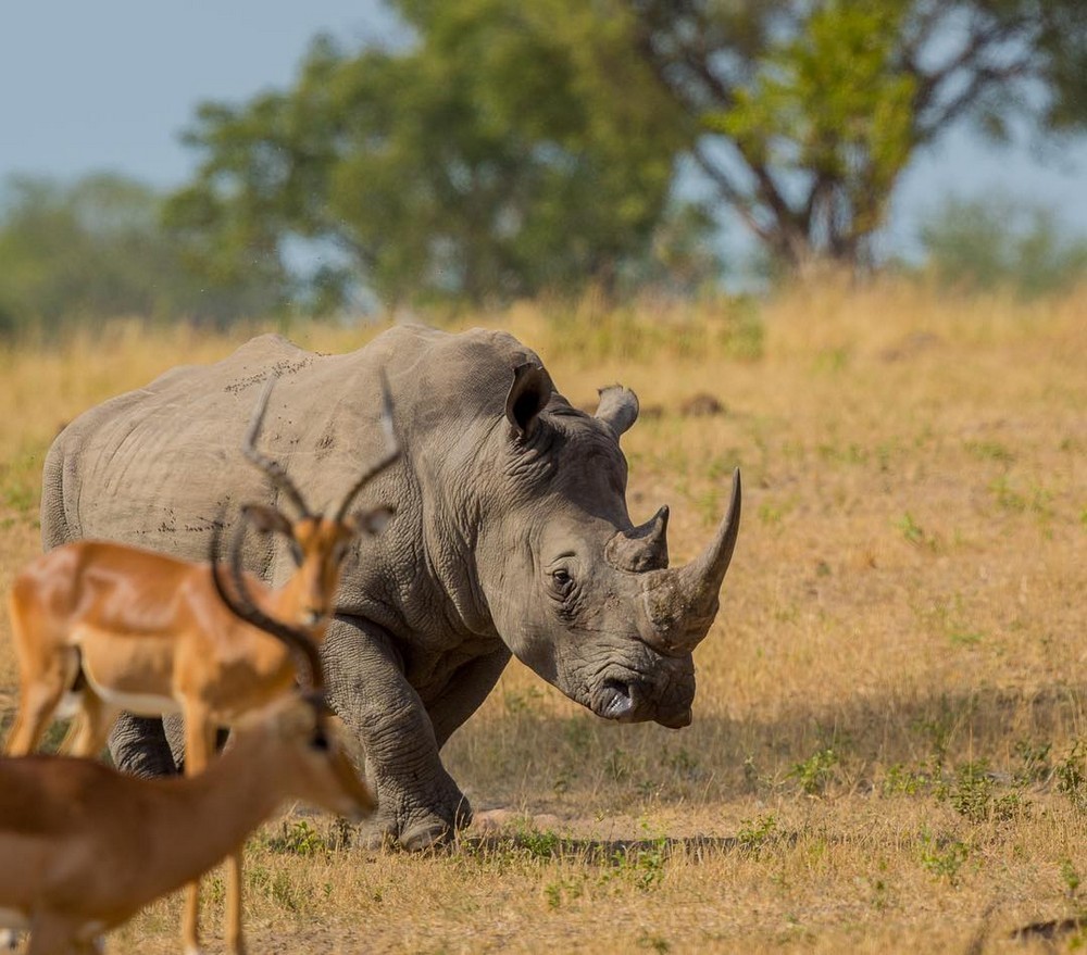 Покажи диких. Ботсванна Саванна носорог. Животные Африки. Звери Африки. Дикие звери Африки.