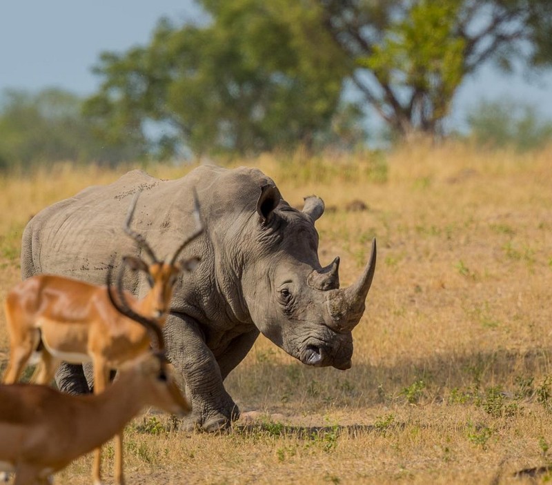 Африканские животные на снимках Правира Пателя