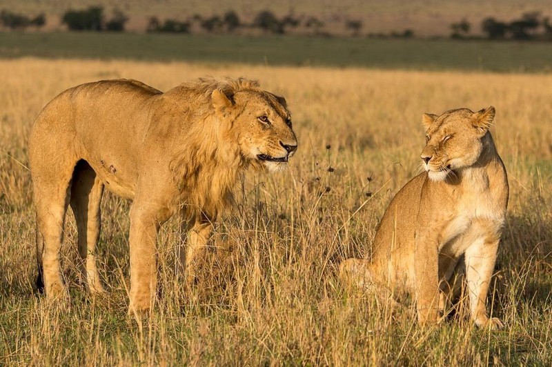 Африканские животные на снимках Правира Пателя