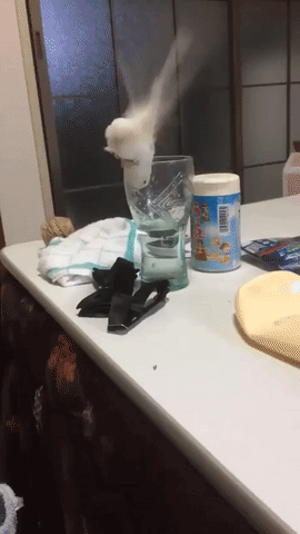 Попал в ловушку